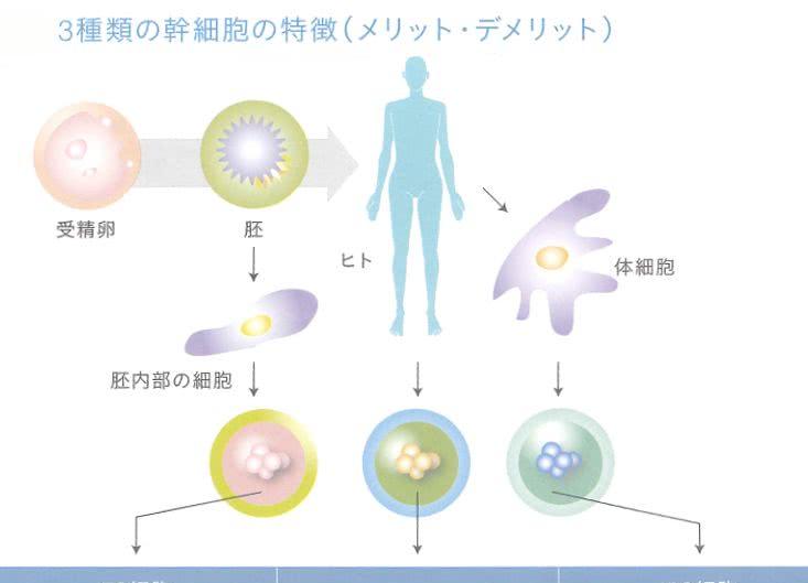 指尖微观盛宴：细胞模拟游戏