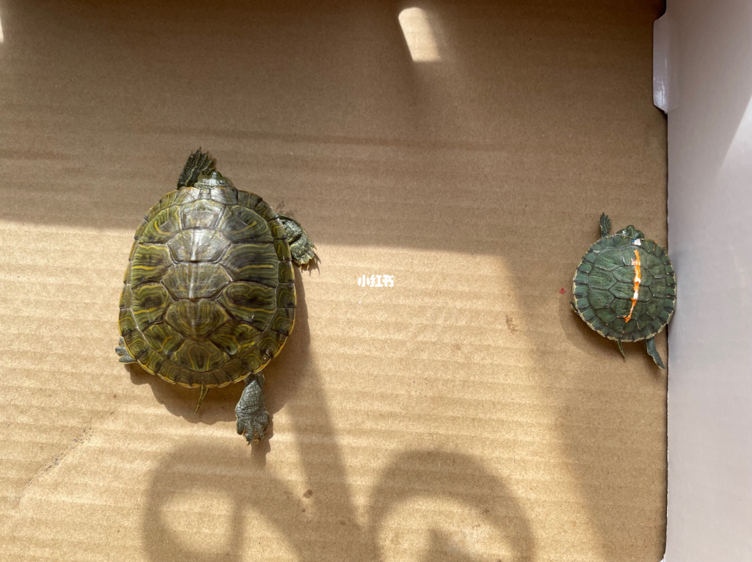 关键时候掉链子是什么效应_关键掉链子什么意思_关键时刻掉链子文字图