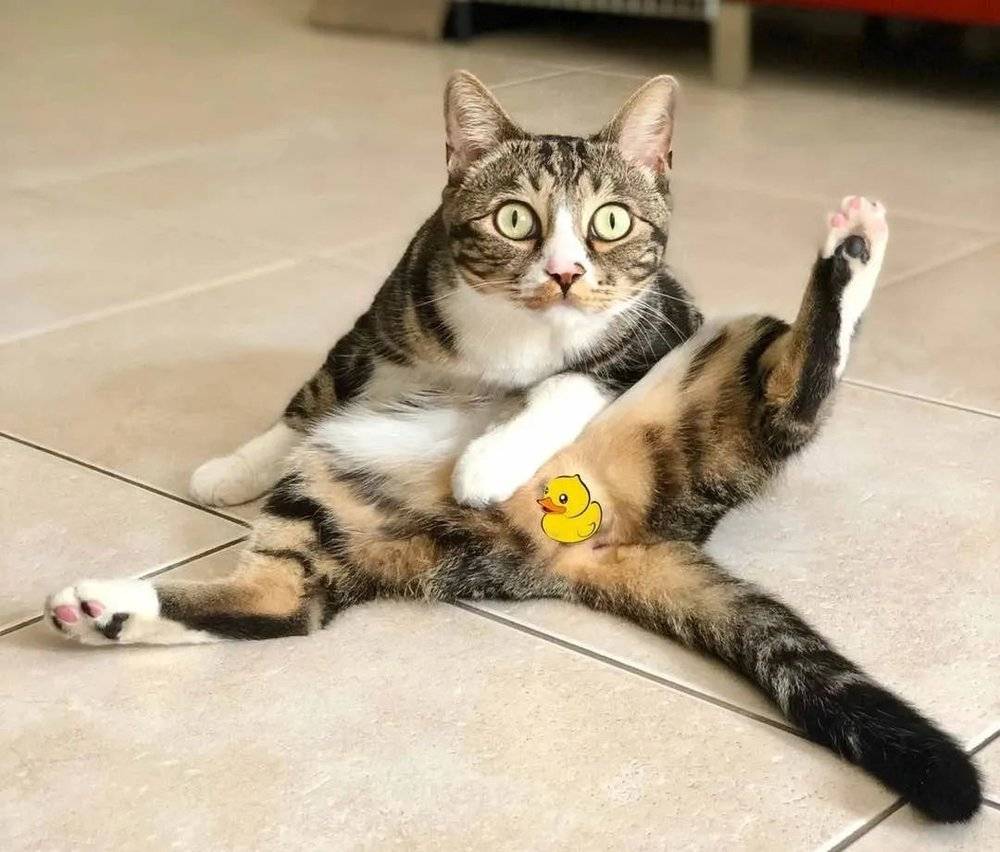 猫尿变骚是怎么回事_大猫突然乱尿_猫咪两个月大突然尿骚