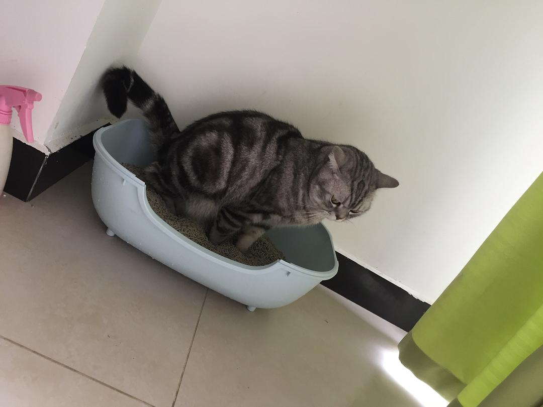 猫尿变骚是怎么回事_大猫突然乱尿_猫咪两个月大突然尿骚