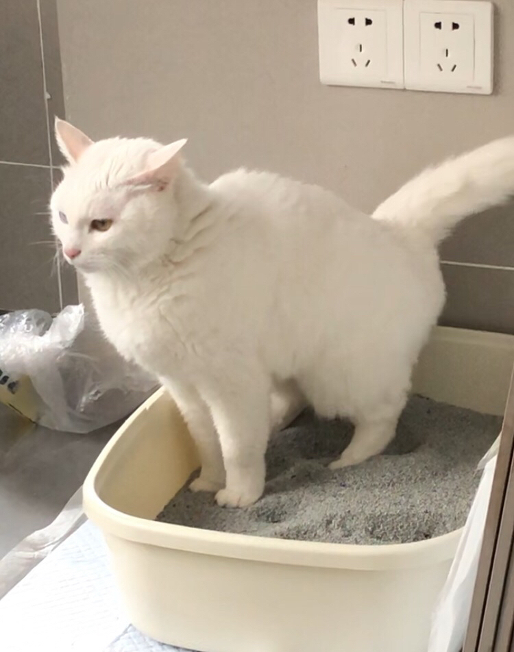 大猫突然乱尿_猫尿变骚是怎么回事_猫咪两个月大突然尿骚