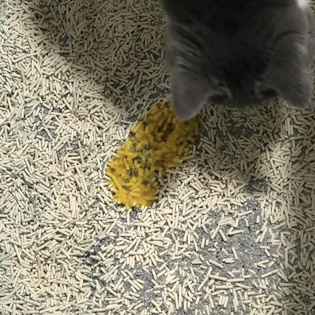 猫尿变骚是怎么回事_大猫突然乱尿_猫咪两个月大突然尿骚