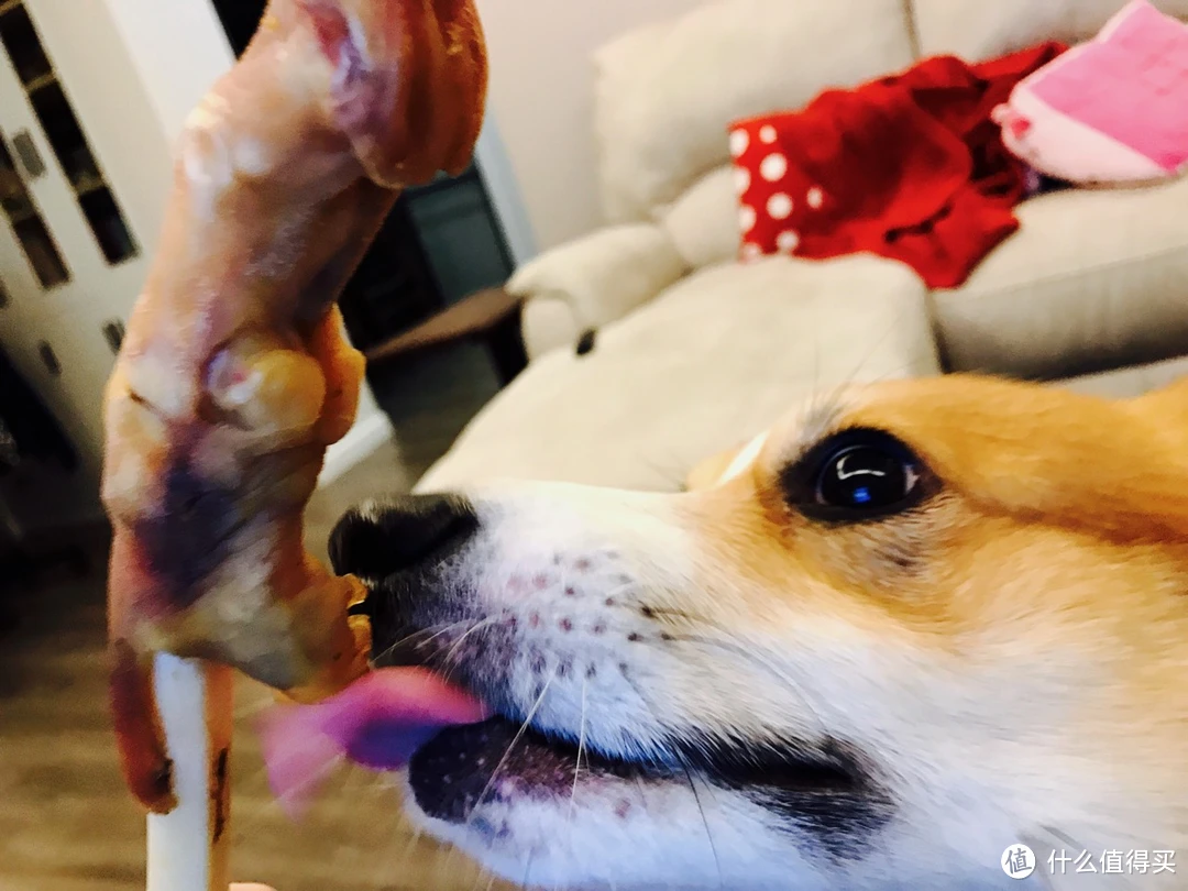 如何训练狗狗舔主人b_主人舔狗狗表达什么_舔呀汪还不快来满足我主人