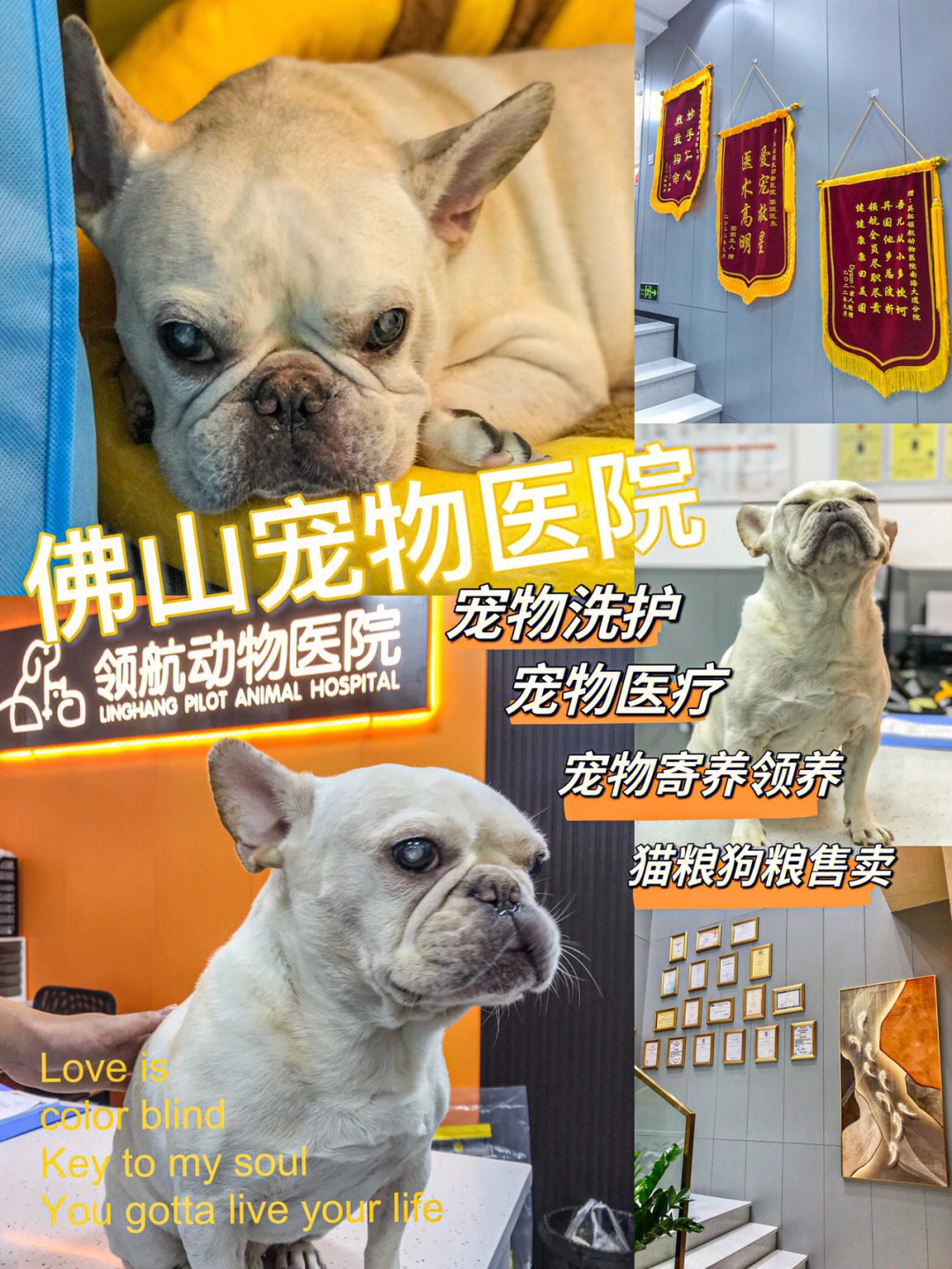 沈阳不孕不育医院网_沈阳宠物医院大全网_沈阳武警总队医院官网