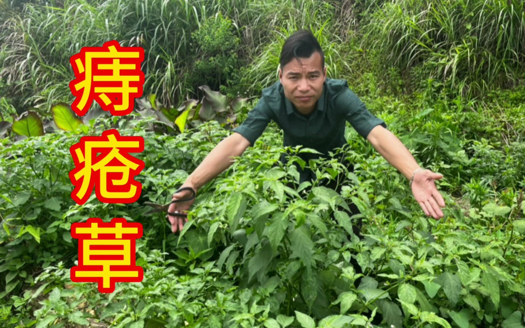 盲目草哪个副本会刷_魔兽世界盲目草可以做什么_魔兽世界盲目草分布