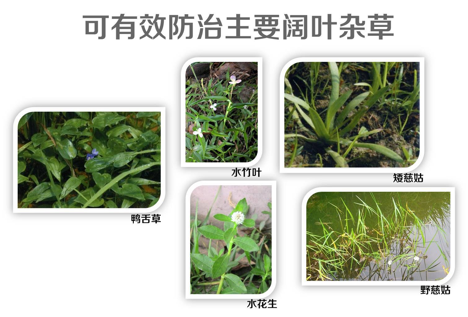 魔兽世界盲目草可以做什么_魔兽世界盲目草分布_盲目草哪个副本会刷