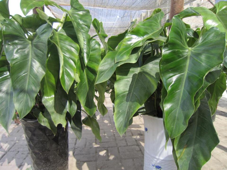 宝石植物图片_绿宝石植物_植物绿宝石的寓意是什么