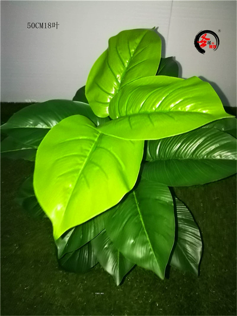 宝石植物图片_植物绿宝石的寓意是什么_绿宝石植物
