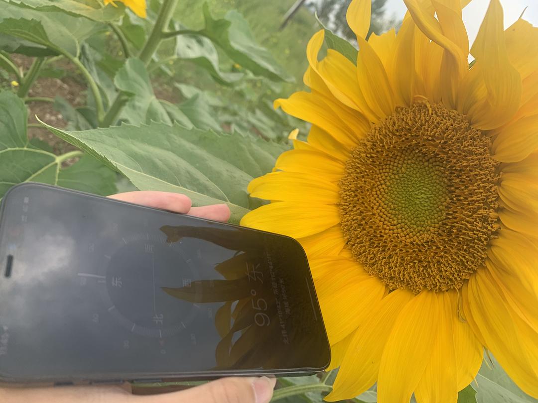 向日葵视频污版_污版拳皇手机版_污污污我好污网址