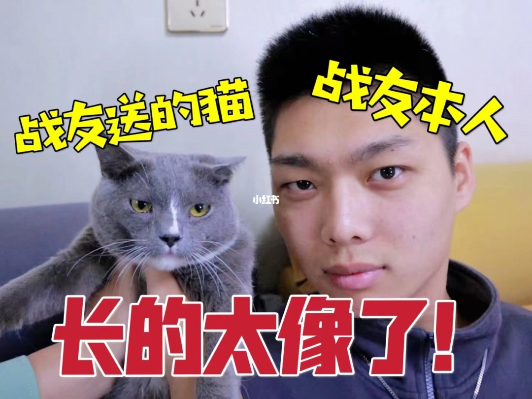 猫将军_将军猫是指哪个生肖_将军猫图片