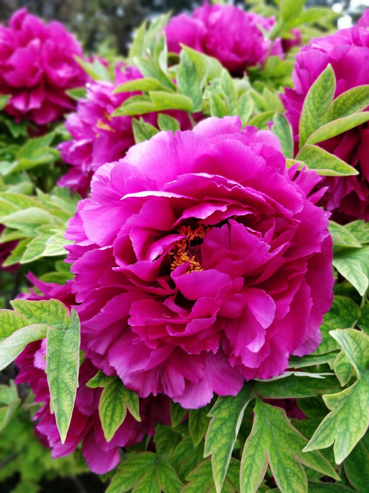 杂花蜂蜜和椴树蜂蜜哪个蜂蜜好_花杂_杂花生树