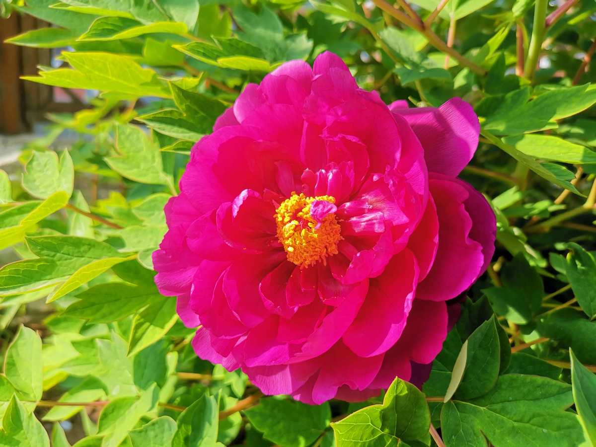 杂花蜂蜜和椴树蜂蜜哪个蜂蜜好_杂花生树_花杂