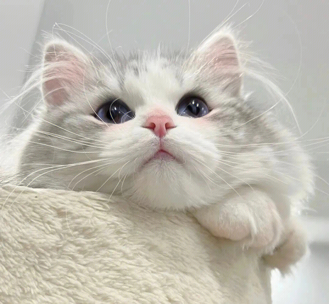 头像猫咪图片2021最火爆_头像2021猫_最近很火的那个猫咪头像