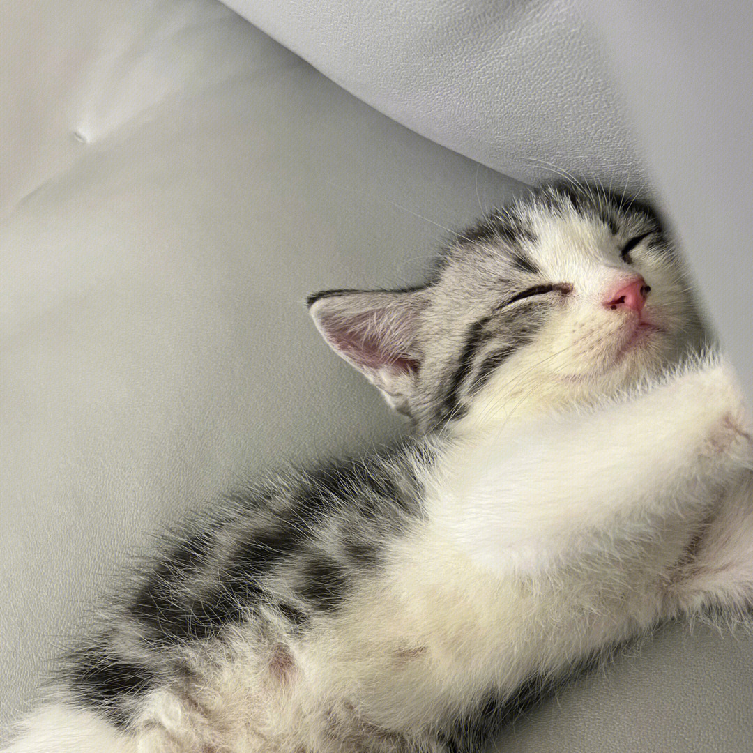 最近很火的那个猫咪头像_头像2021猫_头像猫咪图片2021最火爆