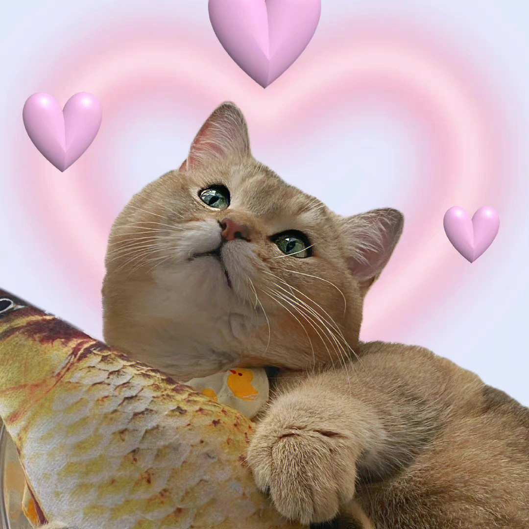 最近很火的那个猫咪头像_头像猫咪图片2021最火爆_头像2021猫