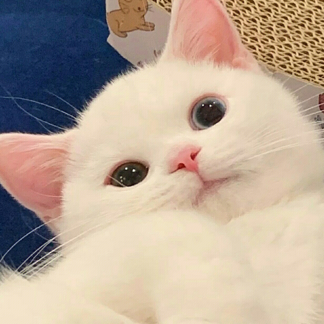 最近很火的那个猫咪头像_头像猫咪图片2021最火爆_头像2021猫