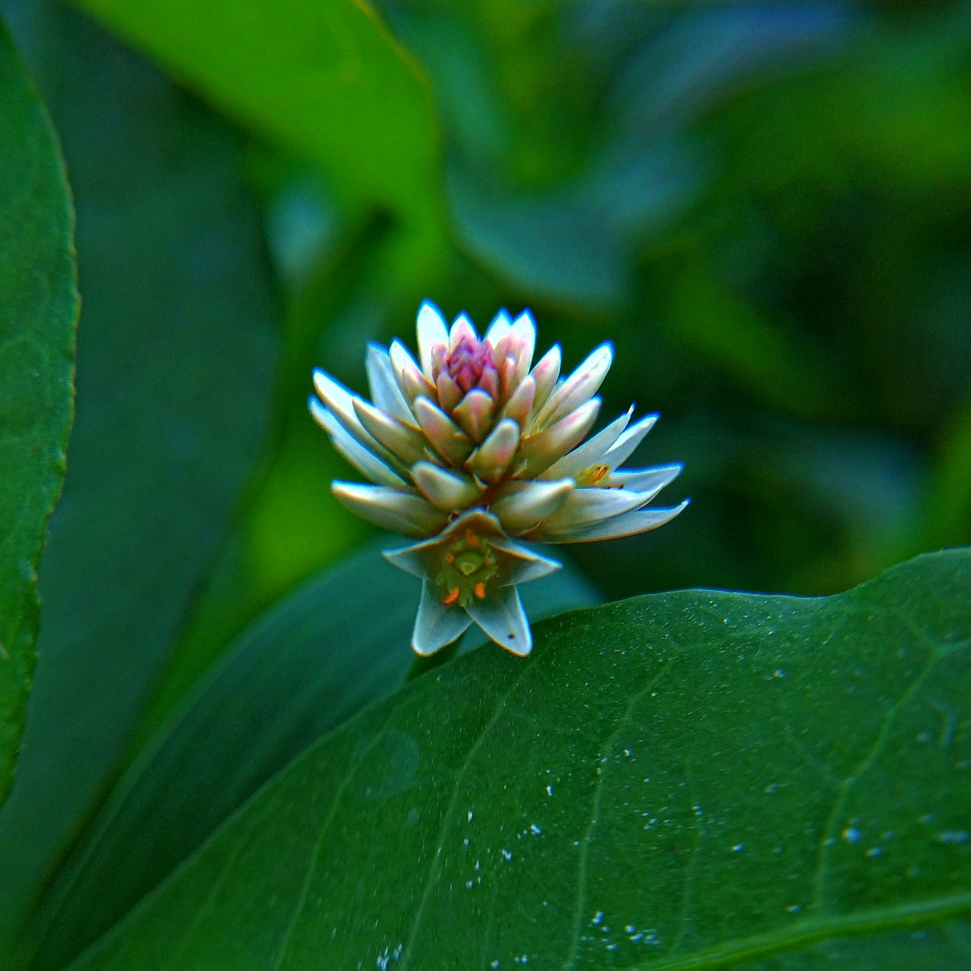 青青校树萋萋庭草_青青河畔草郁郁园中柳_青青草手机