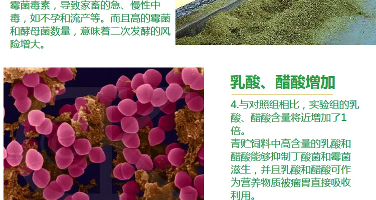 酱香型白酒酿造过程产乳酸菌关键微生物_乳酸菌在酿酒中的作用_生产乳酸的菌种