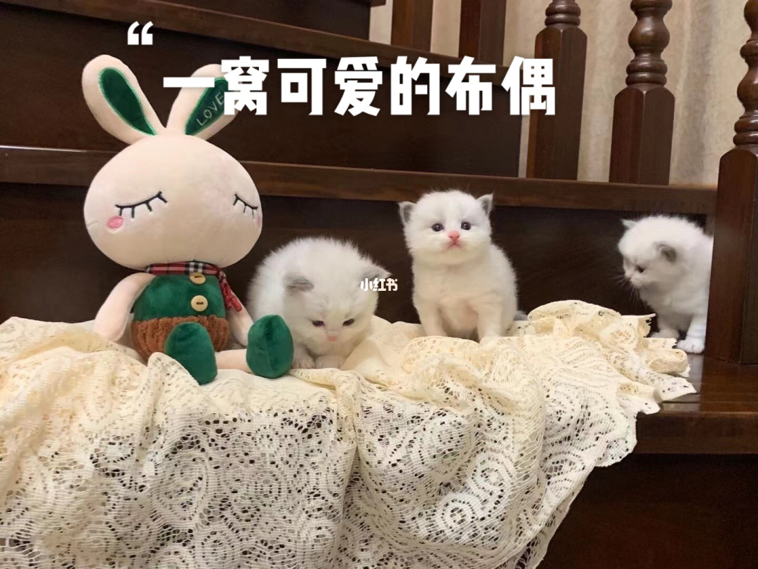 餐厅动物布偶怎么摆放_布偶动物餐厅稀有度最高_布偶动物的餐厅