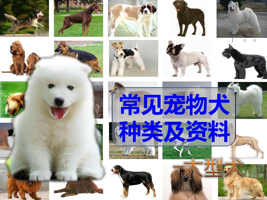 火炬之光2宠物mod_火炬之光移动版宠物_火炬3宠物卖东西