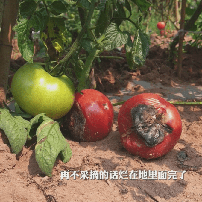 番茄短视频赚钱_番茄短视频改名了吗_番茄短视频