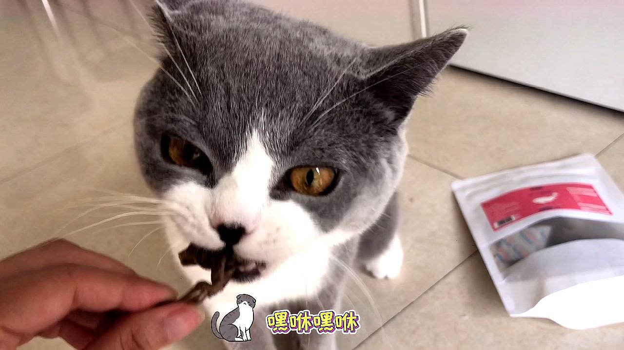视频成人永久猫咪观看免费下载_视频成人永久猫咪观看免费网站_猫咪视频成人永久免费观看