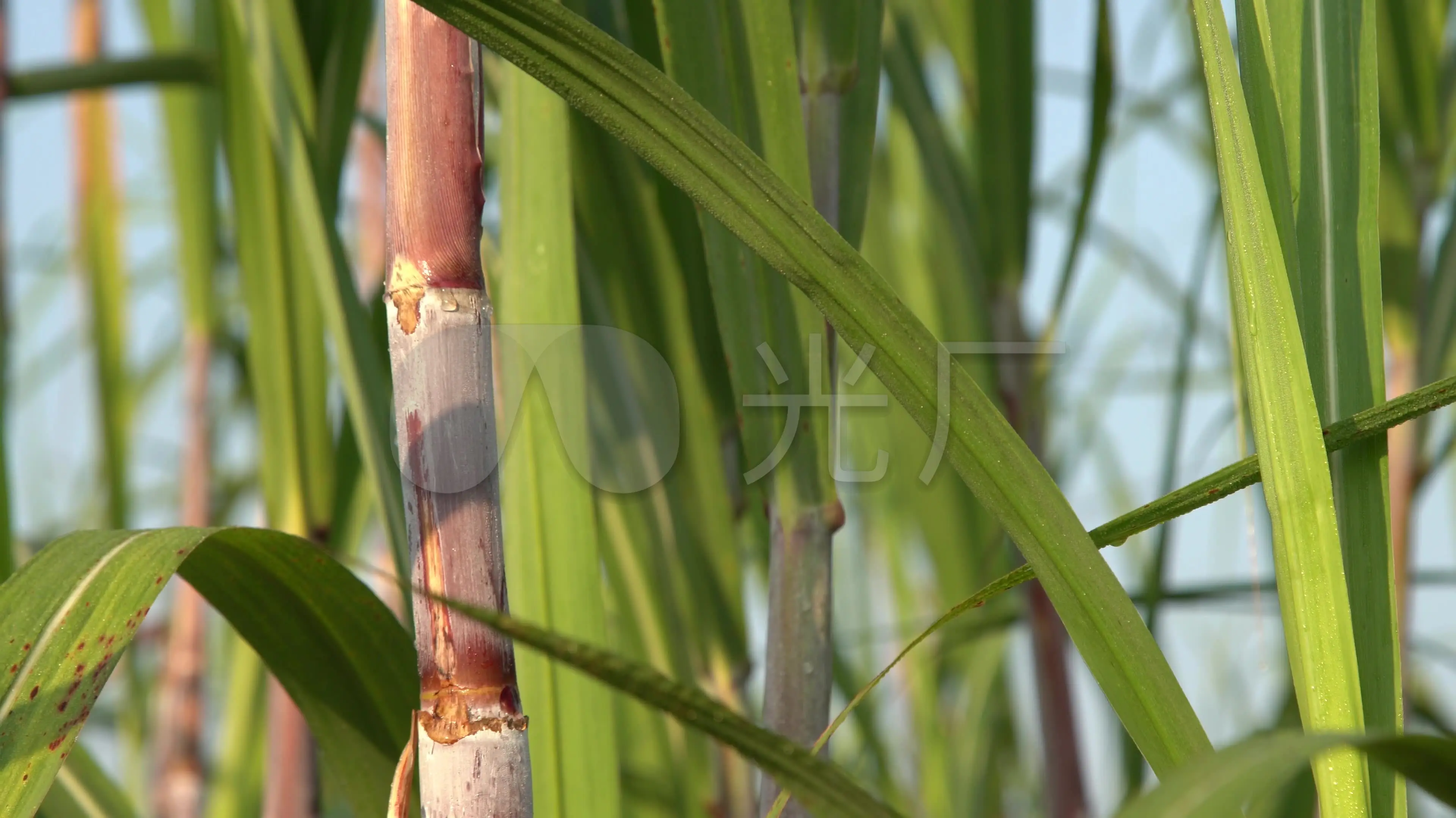 搜索甘蔗视频_视频甘蔗怎么变成糖的_甘蔗视频