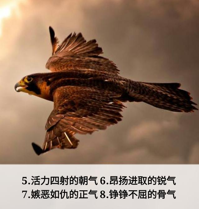 那须川天心_那须五针松_那须与一