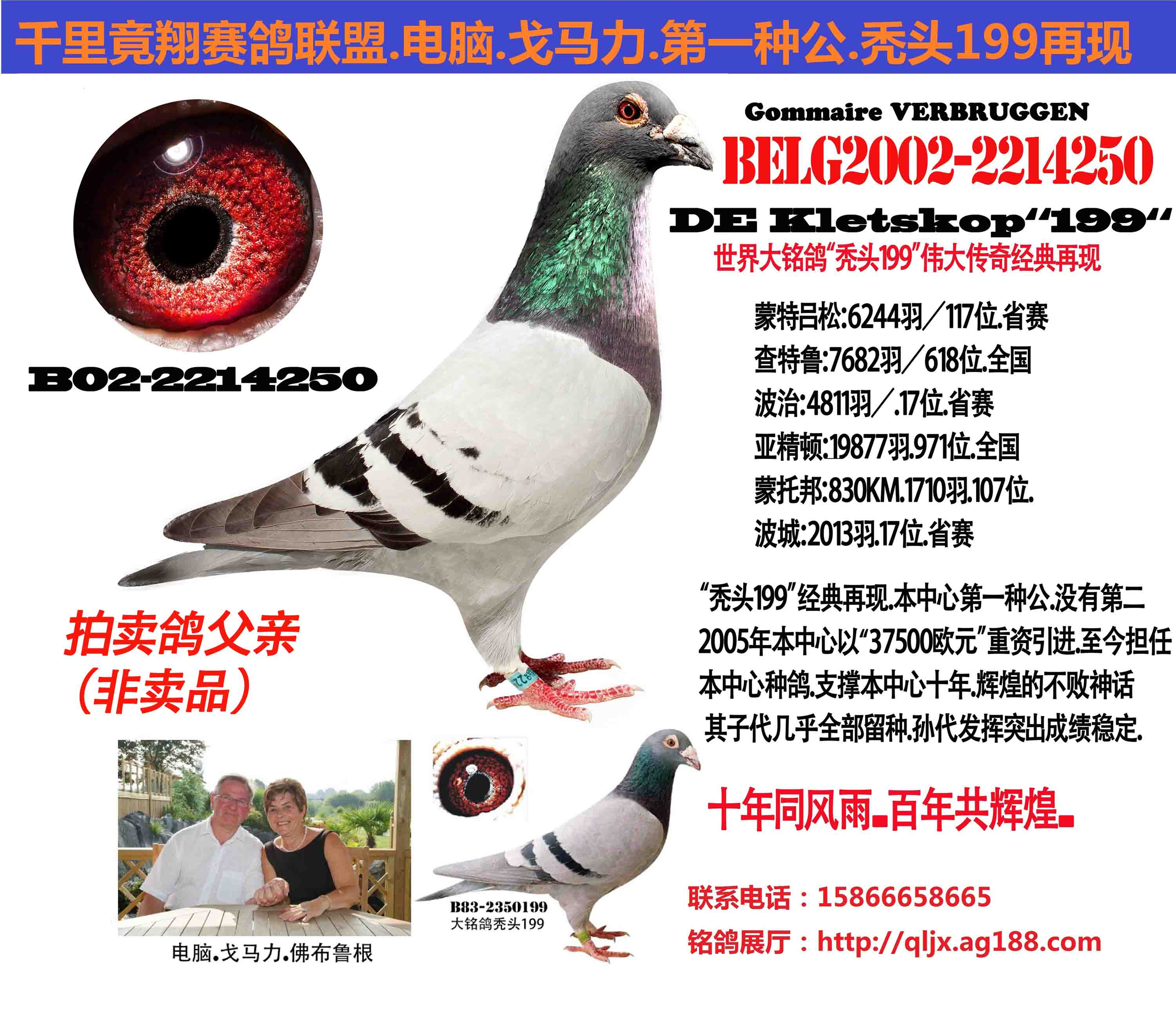 游鸽网_鸽游网络有限公司_鸽游网络