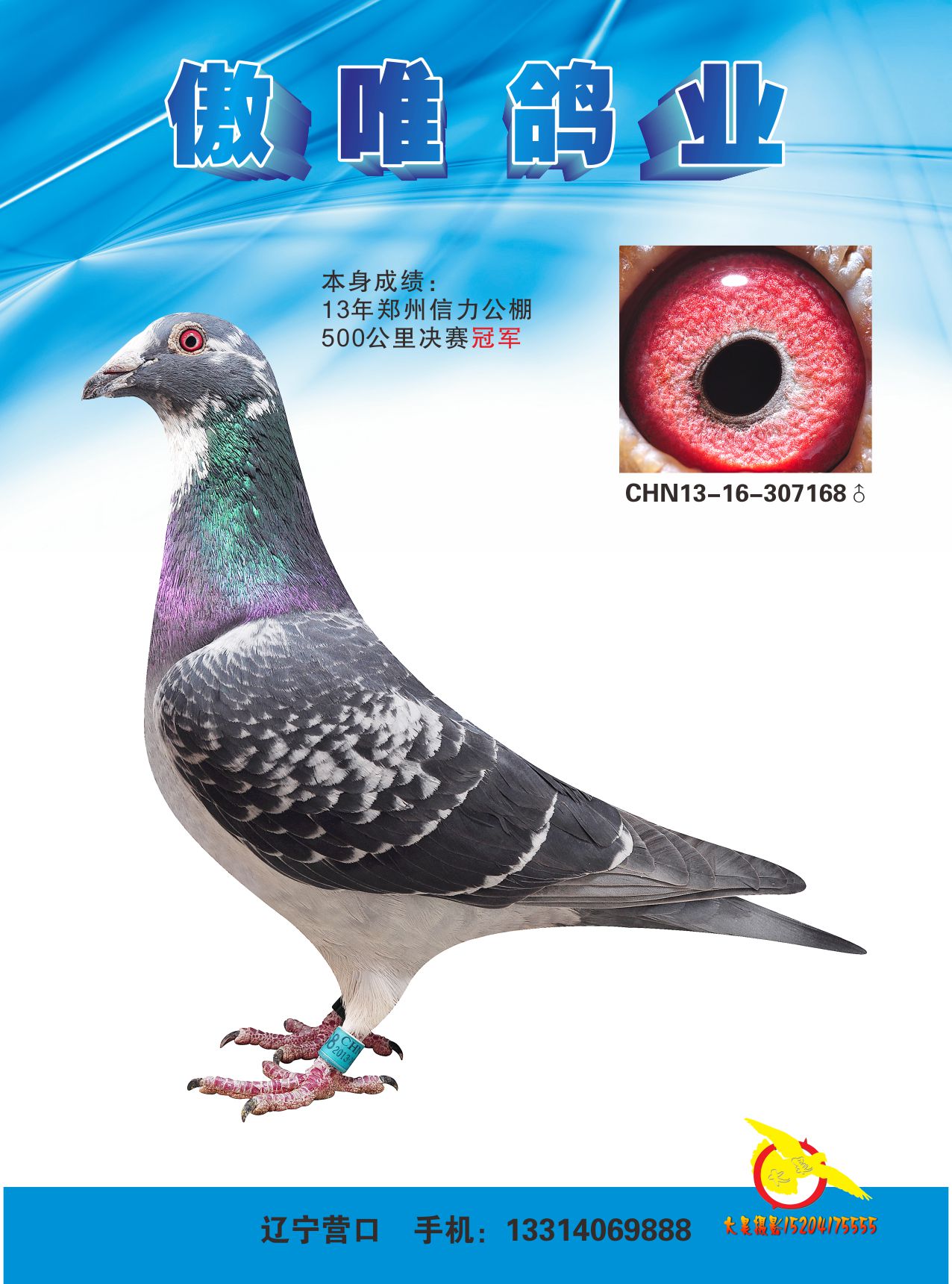 游鸽网_鸽游网络_鸽游网络有限公司