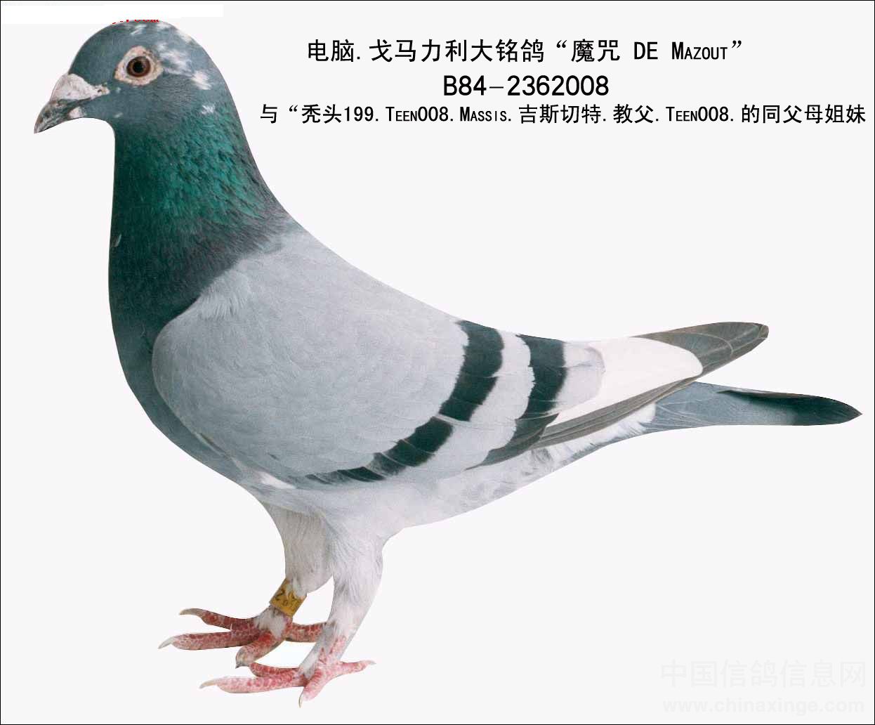 鸽游网络有限公司_游鸽网_鸽游网络