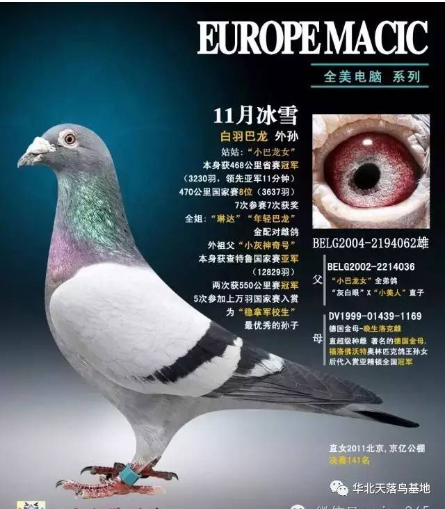 游鸽网_鸽游网络有限公司_鸽游网络