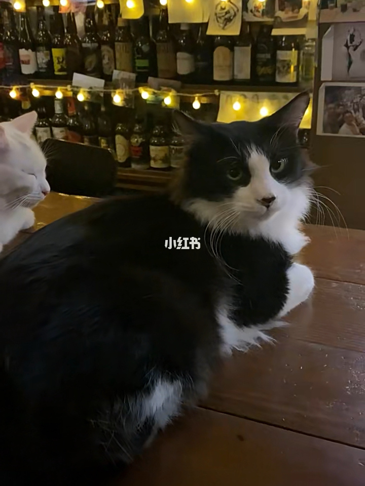 遇见猫拦路有什么预兆_遇见猫跟着自己走什么意思_遇见你的猫