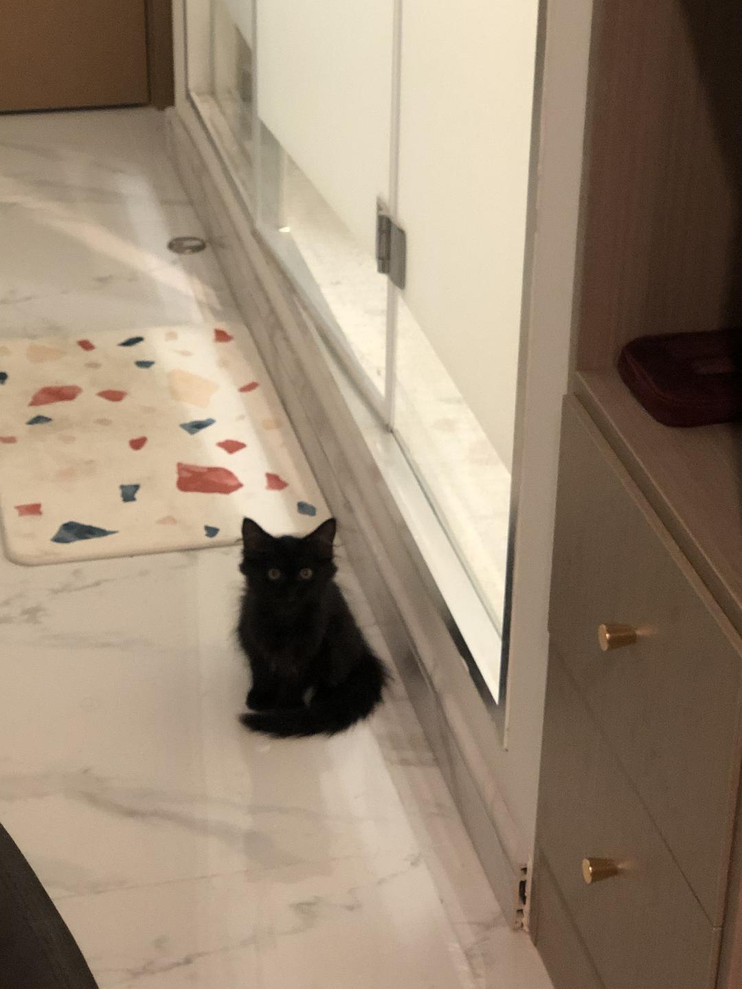 遇见猫拦路有什么预兆_遇见猫跟着自己走什么意思_遇见你的猫