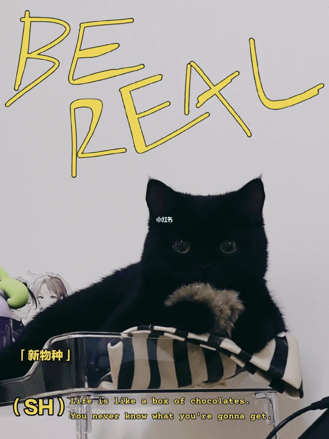 遇见你的猫_遇见猫拦路有什么预兆_遇见猫跟着自己走什么意思