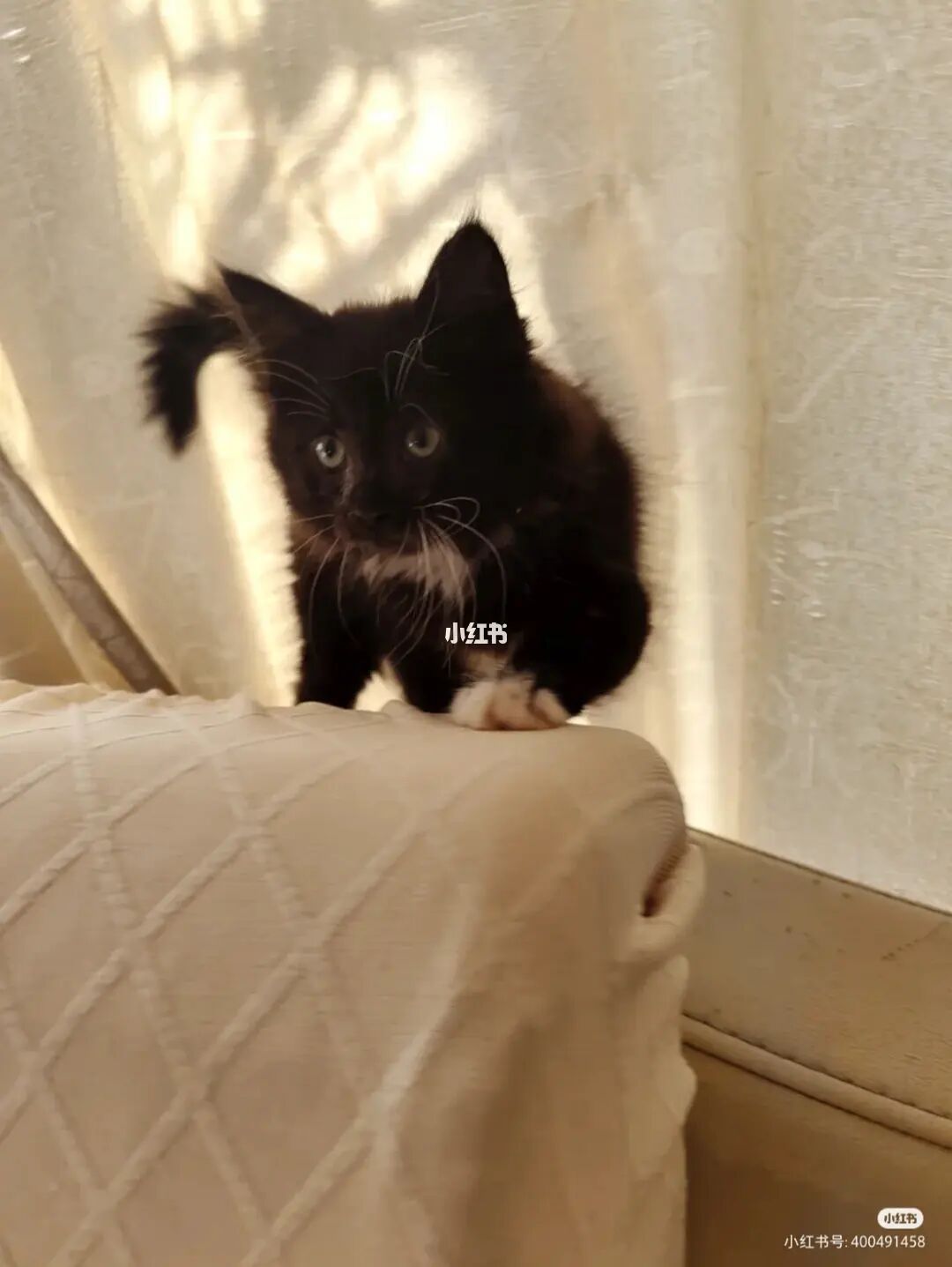遇见猫拦路有什么预兆_遇见你的猫_遇见猫跟着自己走什么意思