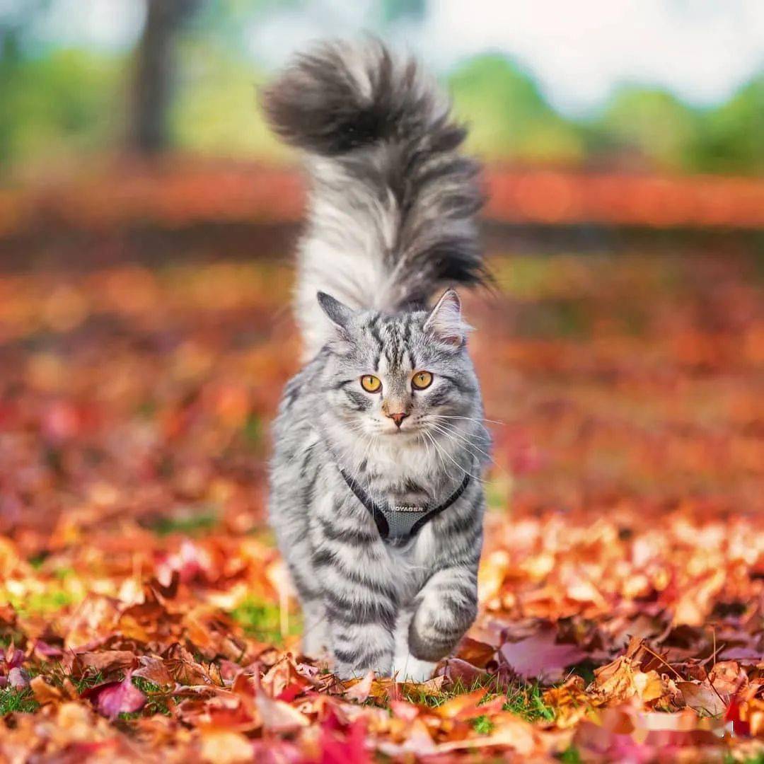 森林猫是什么品种_猫森林_森林猫的特点有哪些