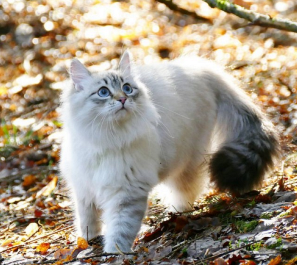 猫森林_森林猫的特点有哪些_森林猫是什么品种
