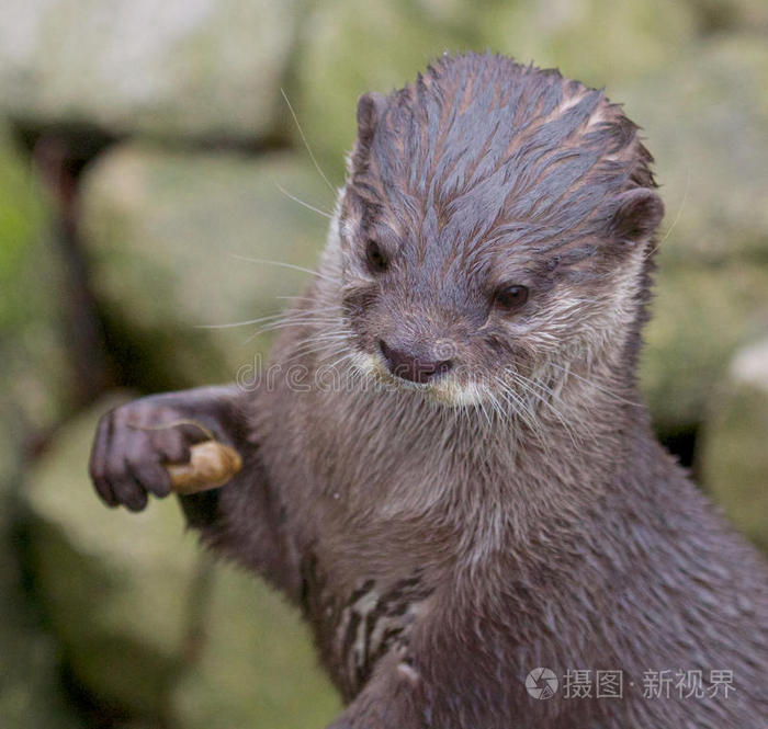 水獭水猴子_水獭水獭_水水獭