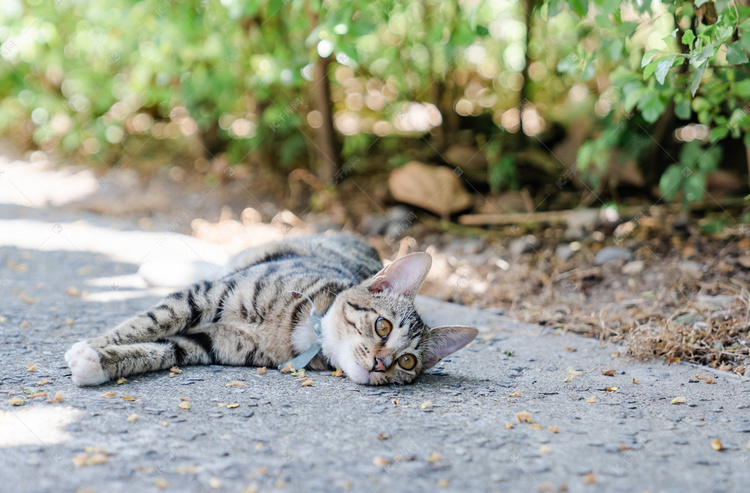 萌猫公园如何联机_萌猫公园联机版下载_帮我下载萌猫公园