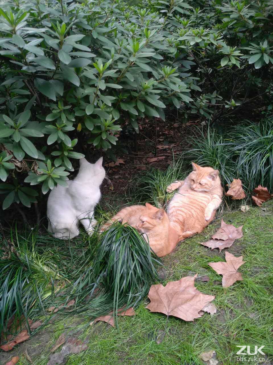 萌猫公园联机版下载_帮我下载萌猫公园_萌猫公园如何联机