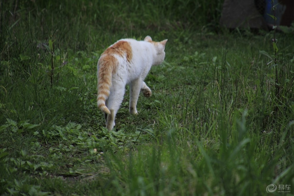 帮我下载萌猫公园_萌猫公园联机版下载_萌猫公园如何联机