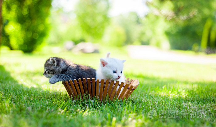猫咪后院最新版本下载_猫咪后院最新汉化版下载_猫咪后院下载