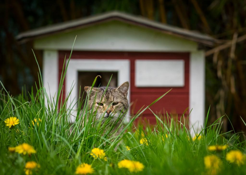 猫咪后院下载_猫咪后院最新版本下载_猫咪后院最新汉化版下载
