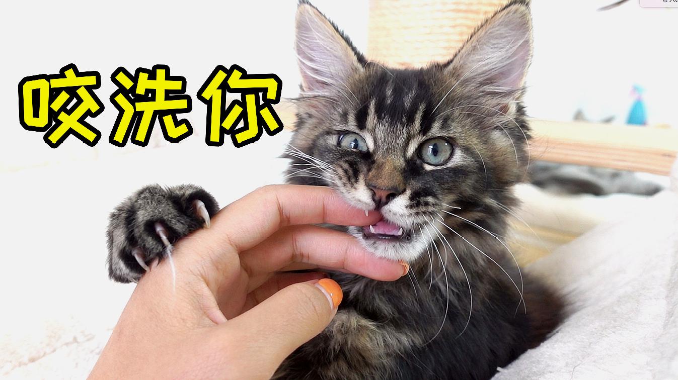 猫短视频内容_快猫短_猫短促的一声啊是什么意思