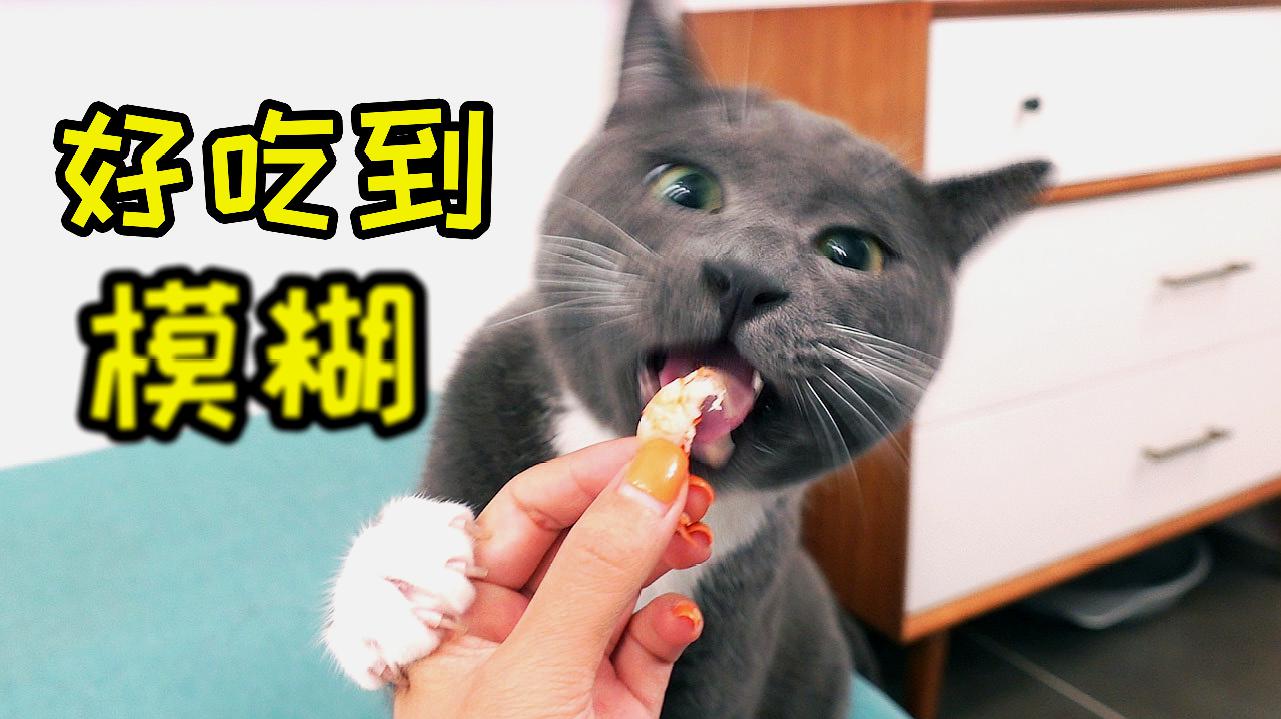 猫短促的一声啊是什么意思_快猫短_猫短视频内容