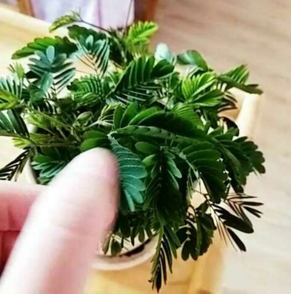 含羞草工作实验室入口处欢迎您_含羞草工作实验室入口处黄_中药煎药室工作流程图