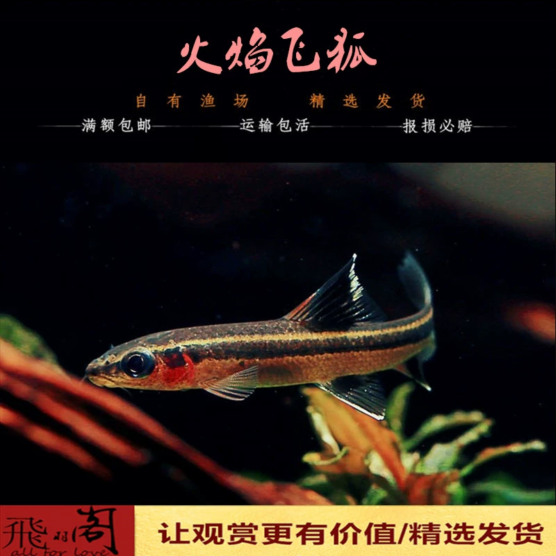 我的世界图鉴_图鉴世界观_图鉴世界谈个纯恋爱免费