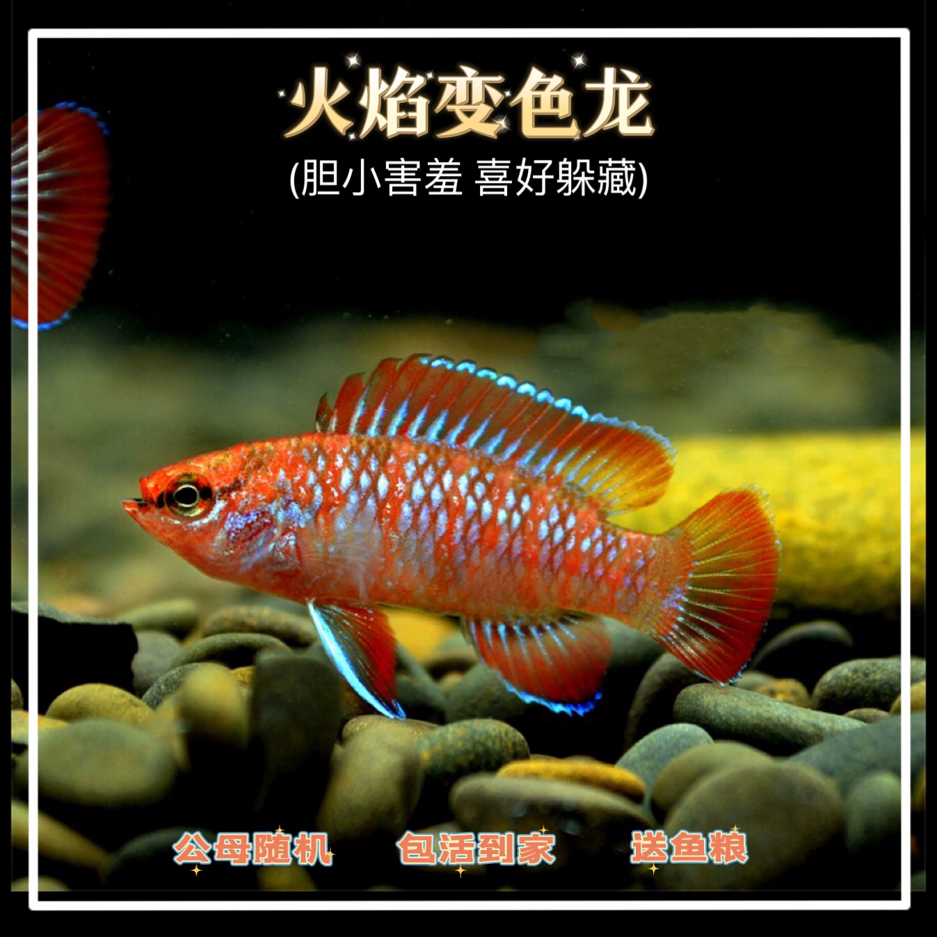 我的世界图鉴_图鉴世界观_图鉴世界谈个纯恋爱免费