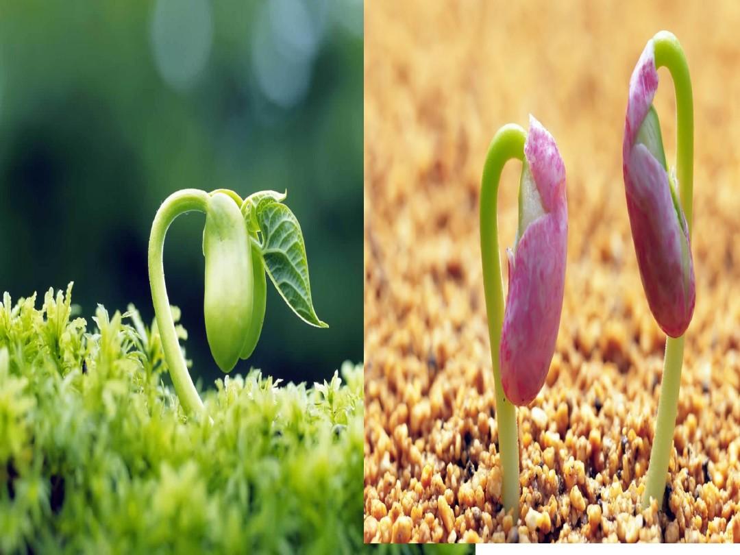 嫩芽研究所官网一二三四五_嫩芽研究所_嫩芽研究所隐藏入口在哪